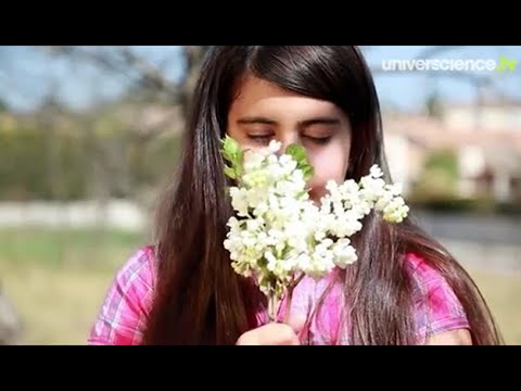 Mission lilas