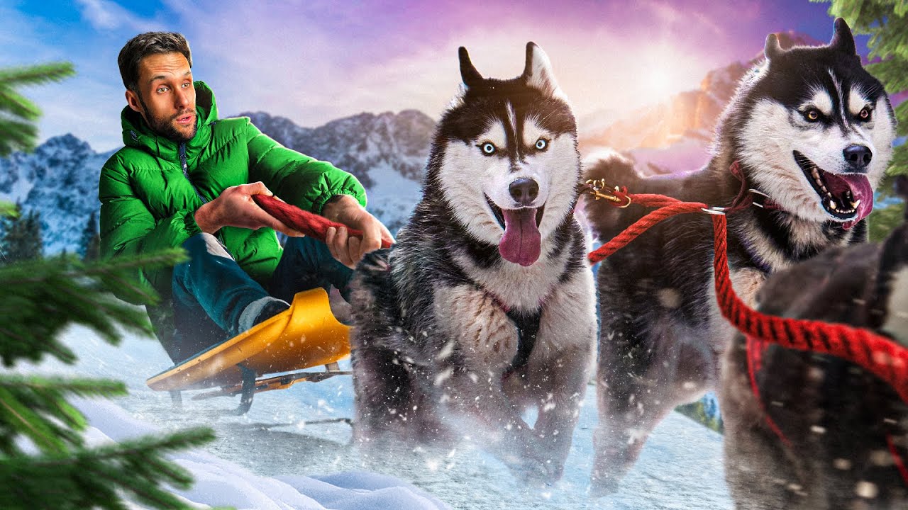 L'incroyable histoire des chiens de traîneau