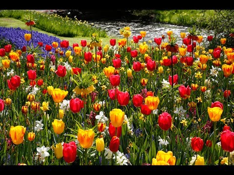 À VOIR ABSOLUMENT AUX PAYS-BAS : KEUKENHOF LE JARDIN AUX MIILLIONS DE TULIPES