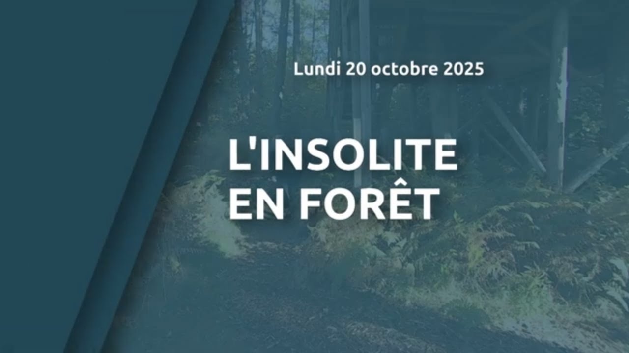 L'insolite en forêt