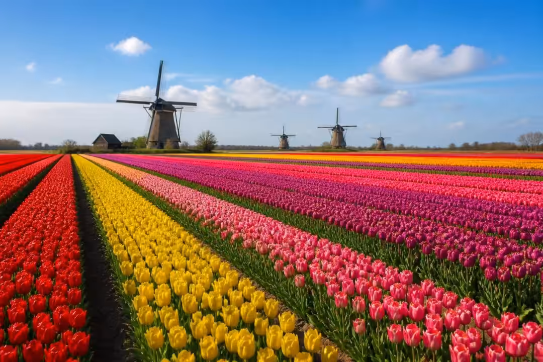 découvrez les meilleurs endroits et périodes pour admirer les magnifiques champs de tulipes en fleurs aux pays-bas, une expérience incontournable pour les amoureux de la nature et de la photographie.